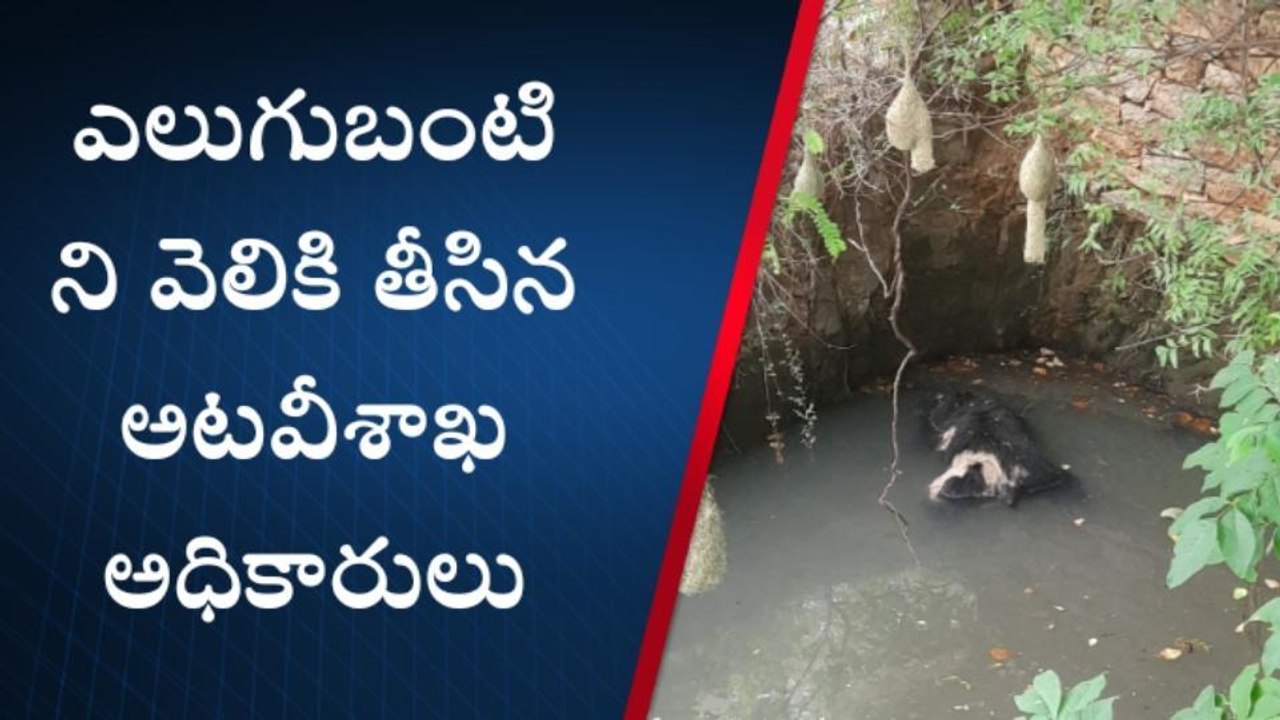 శ్రీసత్యసాయి: బావిలో పడి ఎలుగుబంటి అనుమానస్పద స్థితిలో మృతి