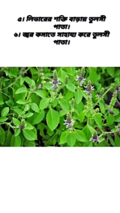 যে পাতা ডায়াবেটিসের শত্রু - Learning Time BD