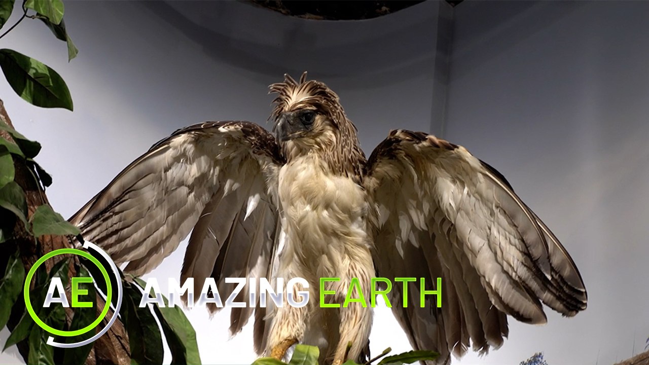 Amazing Earth: Inside the 'National Museum of Natural History!' (Online Exclusive)