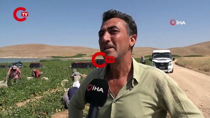 Tarla sahibi isyan etti, yurttaşa seslendi ‘Gelin tarladan 4 liraya alın’