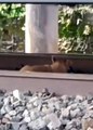 Cão adormece nos trilhos e sobrevive à passagem de um comboio
