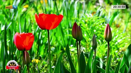 Adriana Deas - Nunta de flori (Petreceti cu noi - Inedit TV - 19.08.2023)