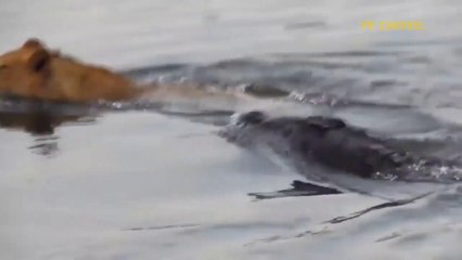 Bite Lion's Head, Swallow Jaguar - Crocodile Proves He Is The monster Make All Species Fear