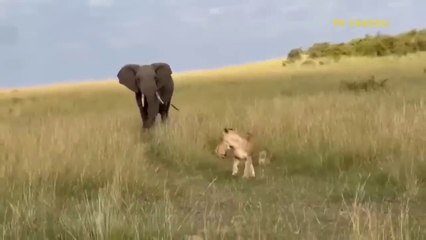 Elephant Show Strength! Painful Lion Is Attacked And Tortured By Africa's Deadliest Elephant