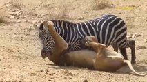 Lions Suddenly Attack Mating Zebra And The Savage Counterattack Of The Couple