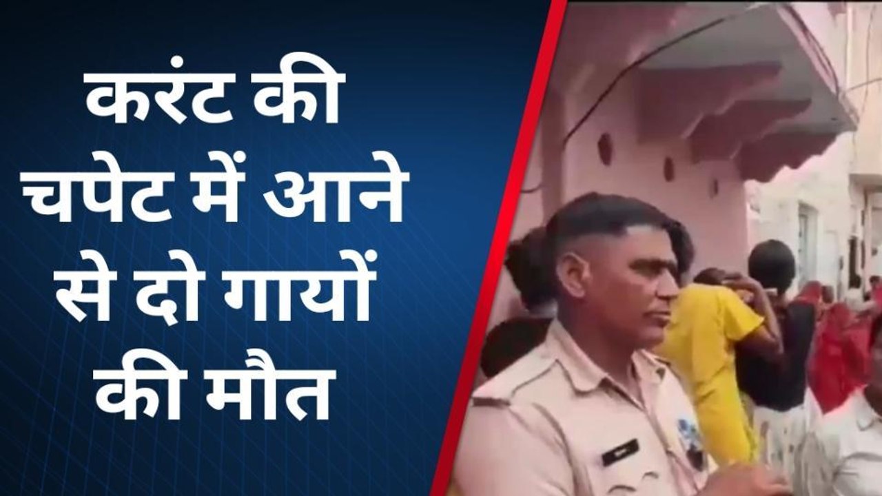ब्यावर: करंट की चपेट में आने से दो गायों की मौत...