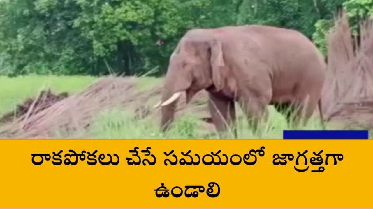 మన్యం: జిల్లాలో హల్ చల్ చేస్తున్న ఒంటరి ఏనుగు.....