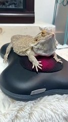 Bearded Dragon Takes a Ride on a Heated Rolling Massager