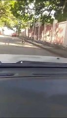 Monkey Gets a Ride from Dog Friend