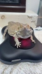 Bearded Dragon Takes a Ride on a Heated Rolling Massager