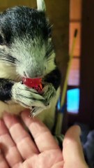 Smokey le bandit des bonbons