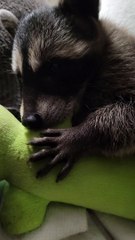 Un raton laveur sauvé adore son jouet