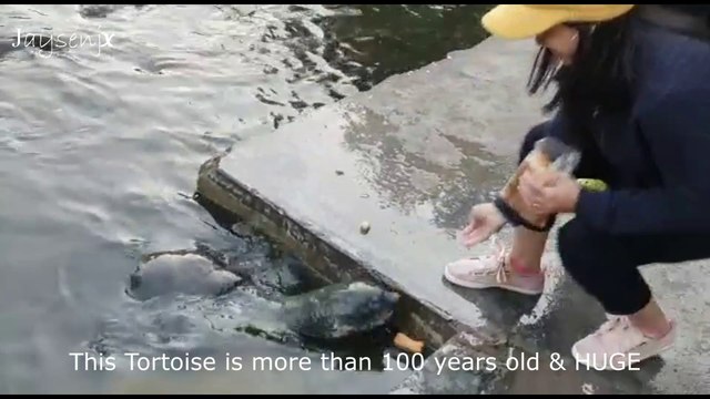 Journey from Renukaji to Sangrah: Exploring Nature's Beauty and Cultural Wonders #himachal #bikeride