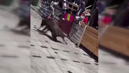 Meksika'da boğa koşusunda 20 kişi yaralandı