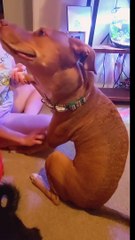 Dog Makes A Funny Face