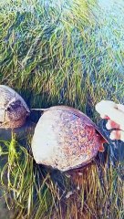 Sea Snails Extracted From Sand