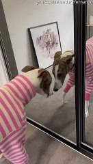 Miroir miroir sur la porte, ce chien peut-il venir jouer encore plus