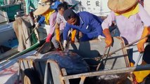 World's Sharpest Tuna Knife！Amazing Giant bluefin tuna cutting Master