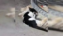 Söke'de yavru kediyi emziren köpek yürekleri ısıttı
