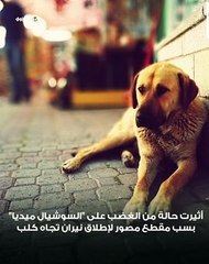 "عضة" وجريمة قتل.. كلب يقود 5 أشخاص إلى السجن