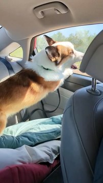 Voyage sur la route des Corgi