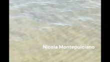 A Barletta centinaia di pesci vivi e vegeti stupiscono i bagnanti "basta con gli allarmismi, questo mare va apprezzato e rivalutato" - video