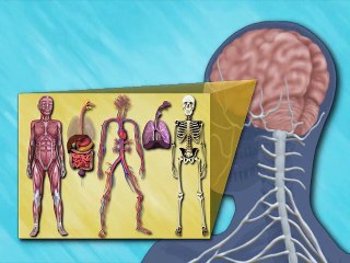 The Nervous System - Discovery Education