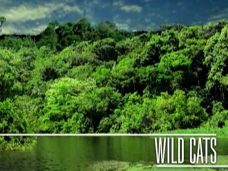About Fishing cat