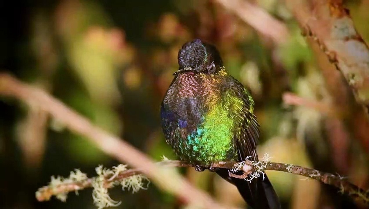 Makida & Ital - Supreme ☑️ Trance Music ☑️+✅ Birds ✅ Птицы ✅ Nature ✅ Природа