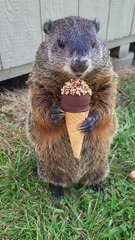 Puddles la marmotte adore la crème glacée