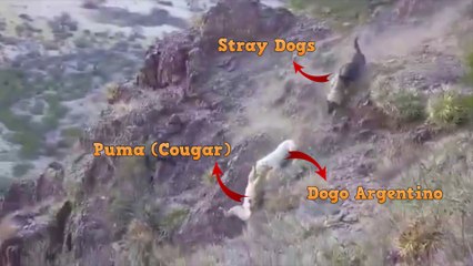 Dogo Argentino VS Mountain Lion Puma Cougar