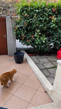 Cat Fetches Stick Like a Dog