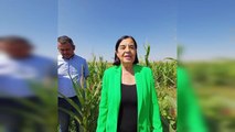 CHP Milletvekili Jale Nur Süllü, Eskişehir'de mısır üreticilerini ziyaret etti