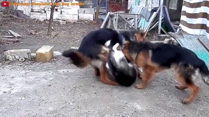 German Shepherd VS Siberian Husky - Blondi Foks