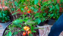 Cosechando Chiles Habaneros Chiltepin De Arbol Aji Guindillas Pepper Plantas Macetas Jardin Patio