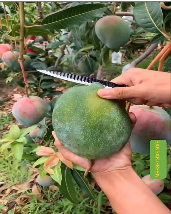 MANGO