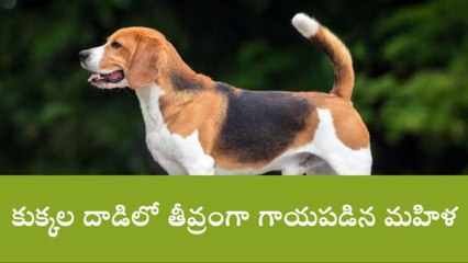 పాలకుర్తి: వీధి కుక్కల దాడిలో మహిళకు తీవ్ర గాయాలు