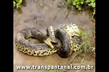 The time of year when the video was taken, if it is relevant to the animals that are featured