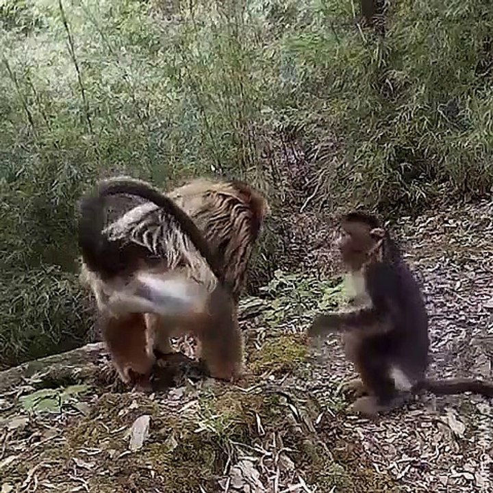 Altın maymunları