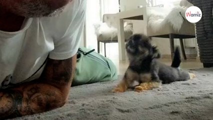 Cachorrito gatea para que su dueño lo acaricie más de 5 millones de corazones se rompen con la escena (Vídeo)