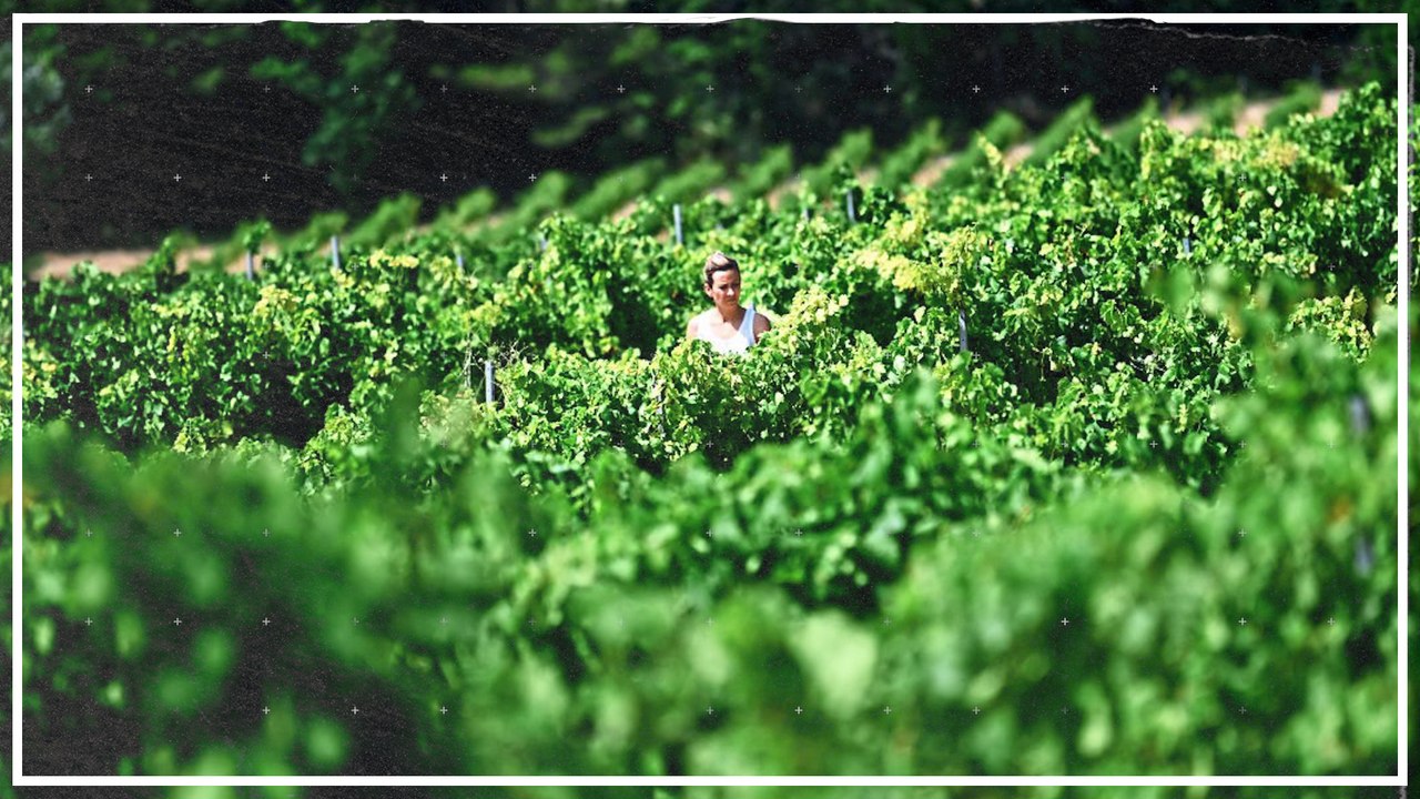Wälder als Klimaschützer an Weinbergen