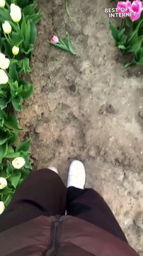 Sunset Serenity: A Mesmerizing Walk Through a Tulip Wonderland || Best of Internet