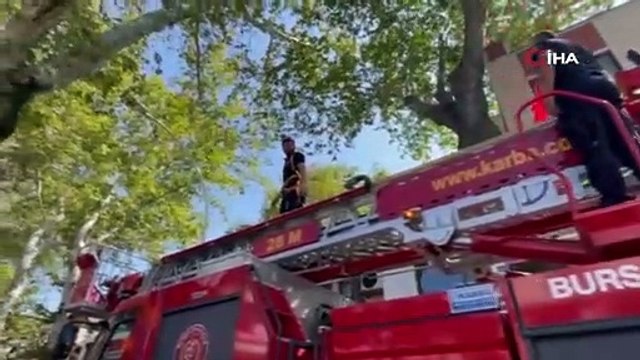 152 yıllık anıt ağaçta mahsur kaldı! Bursa'da kurtarma operasyonu