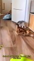 Funny Animals & Cute Pets Videos Compilation  #funny animals #healing #shorts