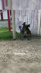 Adorable Wallaby Drama: Playful Scuffle at Cobb's Exotic Animal Rescue! || Best of Internet