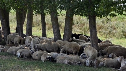 Edirne’de köylere inen kurtlar koyunlara saldırdı
