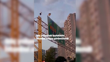 Göç yolundaki leyleklerin İstanbul molası görüntülendi