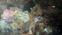 Sarıkamış'ta ayılar çöplük ayısı oldu
