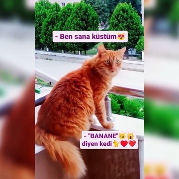 Tahammülü kalmayan kedi dile geldi! Sana küstüm diyen sahibine Bana ne diye cevap verdi
