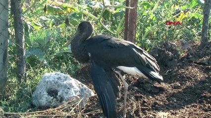 Arnavutköy'de Yaralı Kara Leylek Bulundu